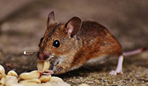 24 Hour & Emergency Exterminators in Tahoe Vista, CA